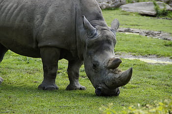 Royalty-free one horn rhino photos free download  Pxfuel