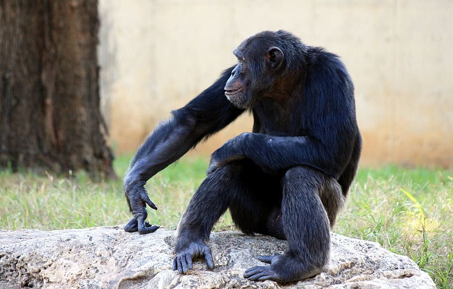foto de la vida silvestre, negro, mono, chimpancé, simios, sentado, fauna, mamífero, primate, selva