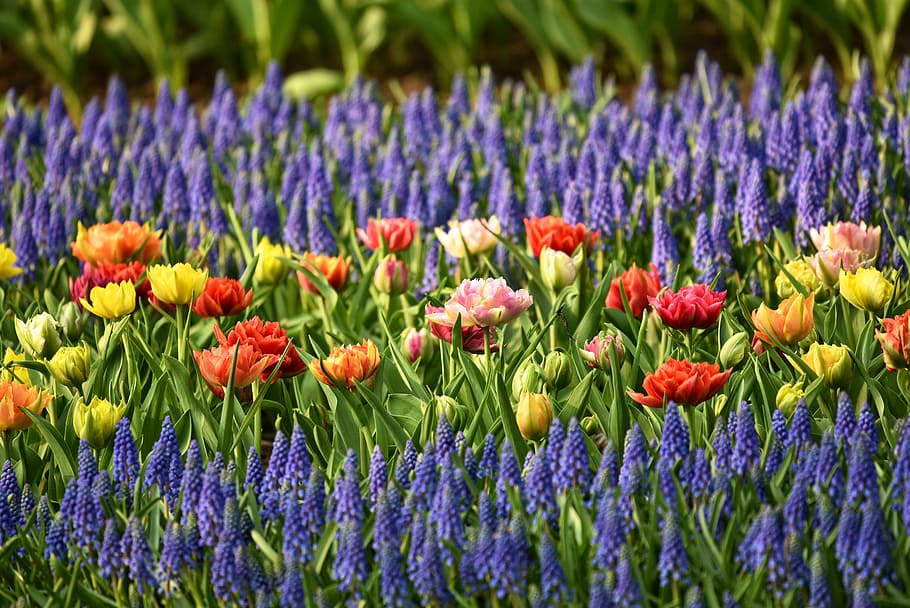flower field, flower bed, muscari, tulip, flower, flowerbed, garden, blossom, bloom, spring flowers