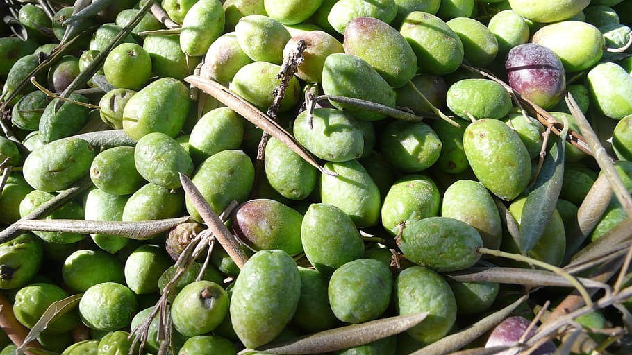 Olives, Olive, Nature, Olivas, Vegetable, funds, field, autumn, jaén, mágina sierra