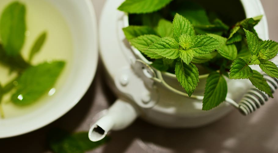 selective, focus photography, green, leaf plant, white, teapot, Peppermint, Medicinal Plant, medicinal herbs, mint