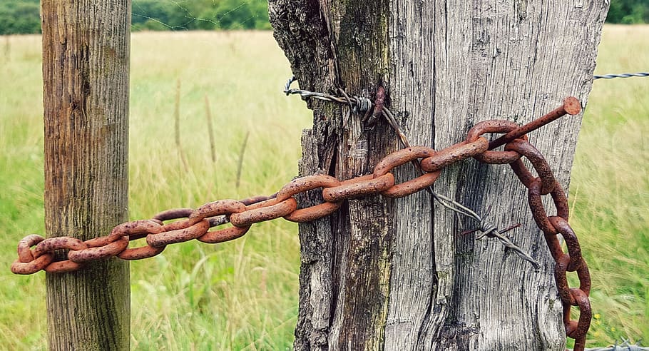 rusted, brown, chain, tree, fence, fence post, wooden posts, post, iron chain, links of the chain