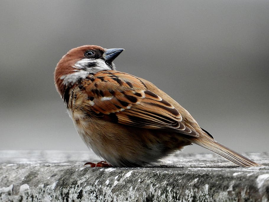 sparrow, se sharing, bird, female, big ones, animal, wild, birdsong, call the flock, hairy