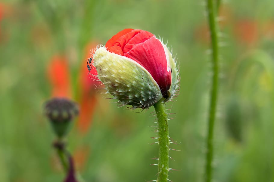 poppy, klatschmohn, bud, unfold, red, poppy flower, wild flower, pointed flower, meadow, spring