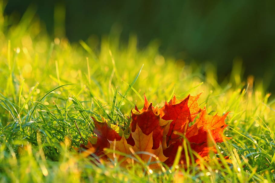 dedaunan, musim gugur, warna, suasana hati, alam, rumput, menanam, daun maple, warna hijau, selektif fokus