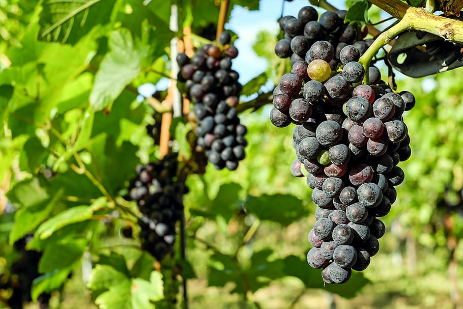 grapes fruit, grapes, fruit, vine, grapevine, winegrowing, ripe grapes, blue, healthy, table grapes