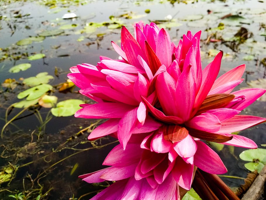 pink water lily, boat, village, lake, bangladesh, morning, flower, flowering plant, petal, plant