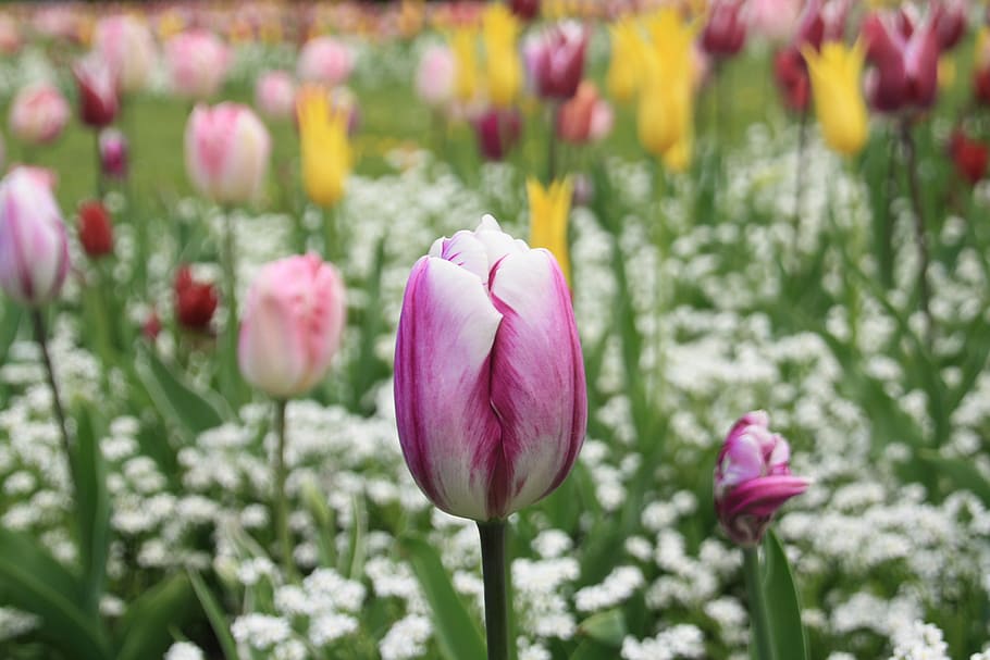 tulipán, flor, primavera, verano, naturaleza, floración, jardín, prado, prado de flores, parque
