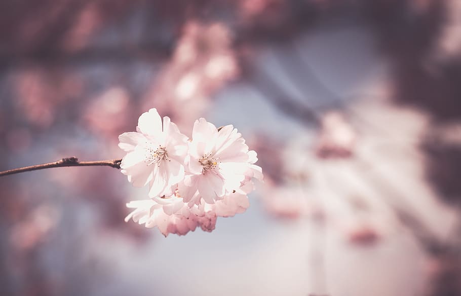 cherry, blossom, selective, photography, pink, flower, tree, bloom, spring, floral