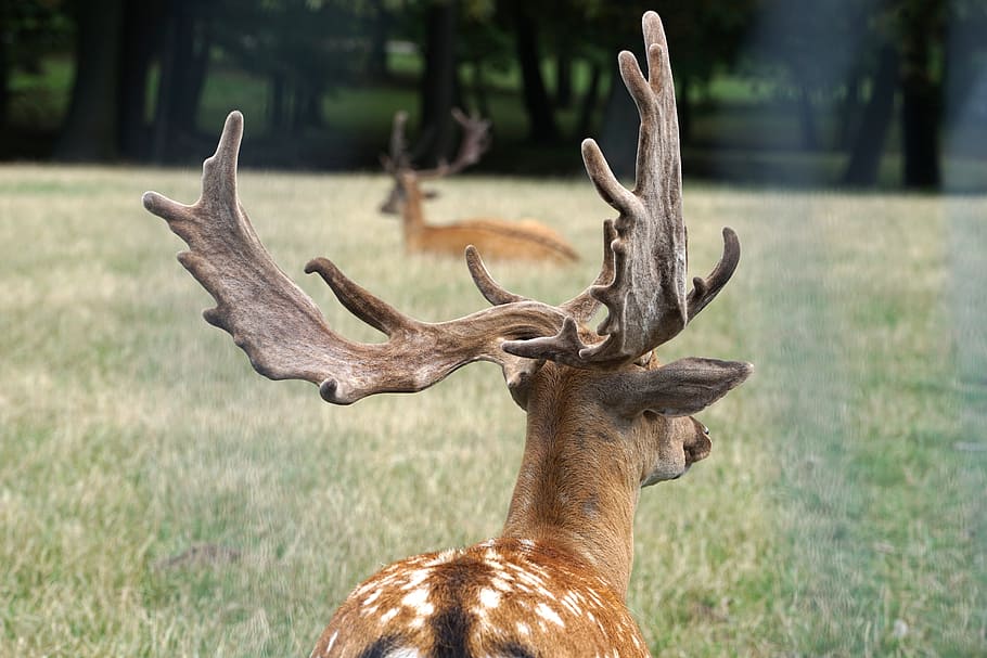fallow deer, wild, antler, nature, forest, red deer, hirsch, wildlife park, vienna woods, antler carrier