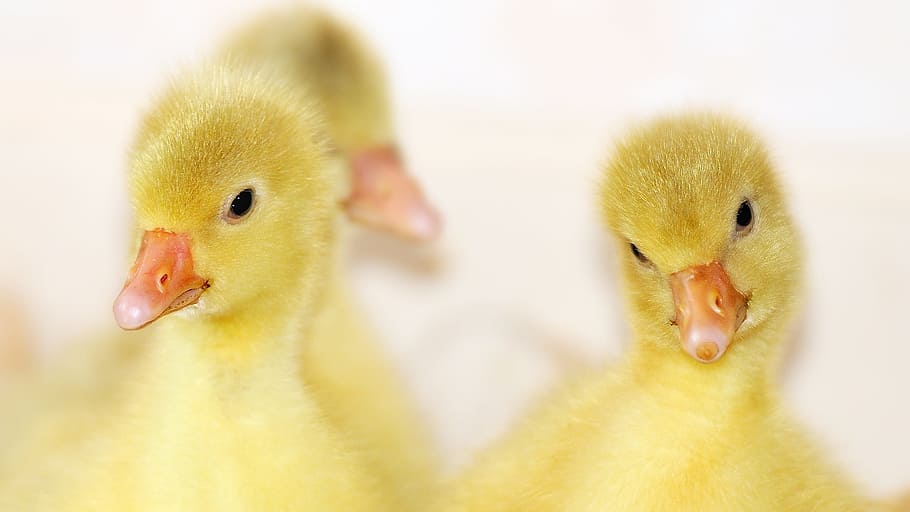 two yellow ducklings, animal, goose, bird, poultry, gander, domestic goose, whole goose, golden goose, geese head