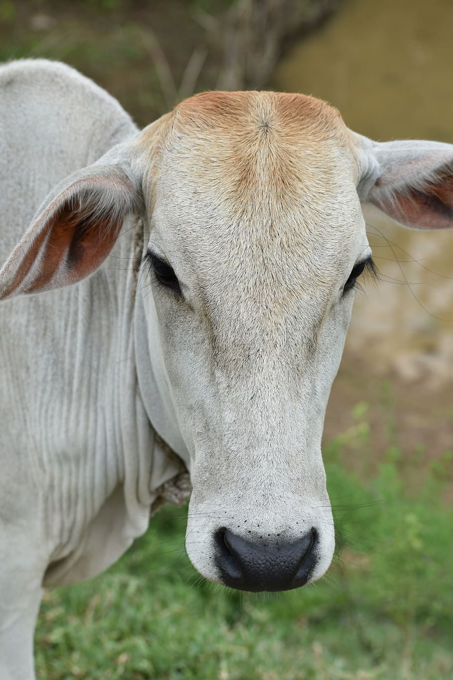 farmer, cow, india, animal, livestock, domestic animals, animal themes,  mammal, domestic, one animal | Pxfuel