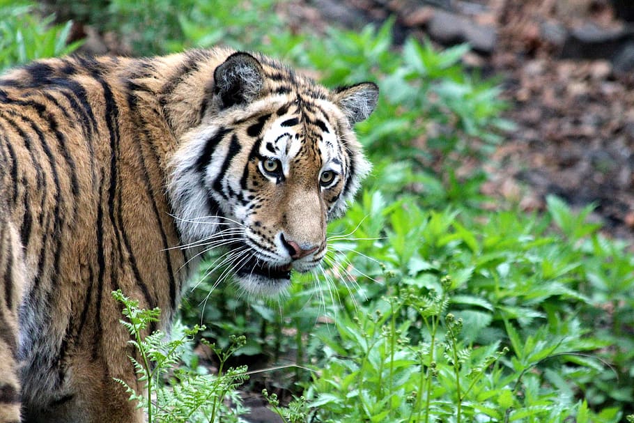 wild, photography, tiger, amur tiger, ussurian tiger, panthera tigris altaica, wild cat, predator, beast of prey, beast