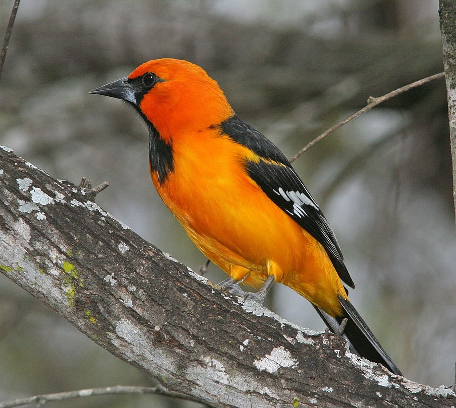 orange, black, bird, tree branch, oriole, perched, nature, wildlife, songbird, branch