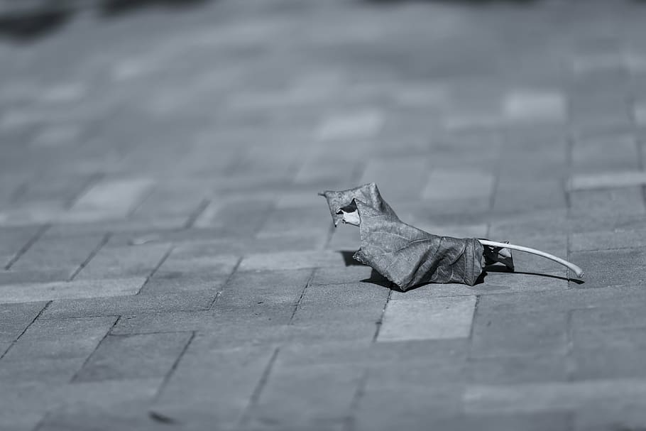 grayscaled photography, leaf, floor, gray, scale, paver, still, items, things, dried