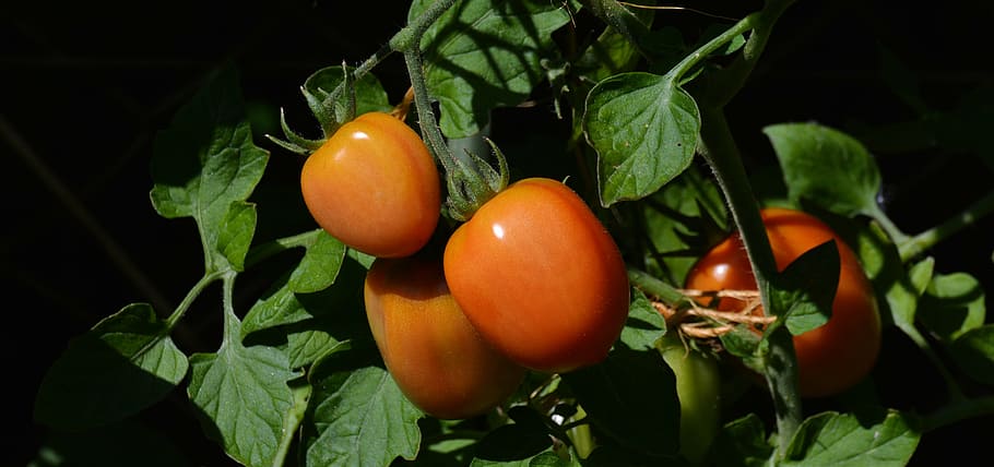 3つの赤いトマト, トマト, ロマトマト, 庭, 野菜栽培, nachtschattengewächs, tomatenrispe, ブッシュトマト, トマト低木, 家庭菜園