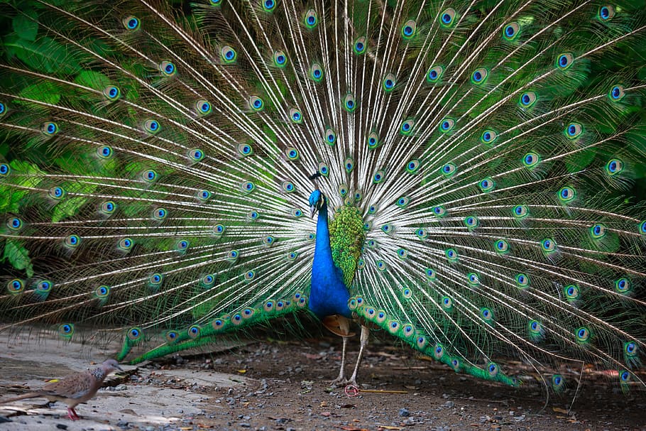 peacock spreading tail, peacock, green, feathers, nice, tail, male, blue, color, background