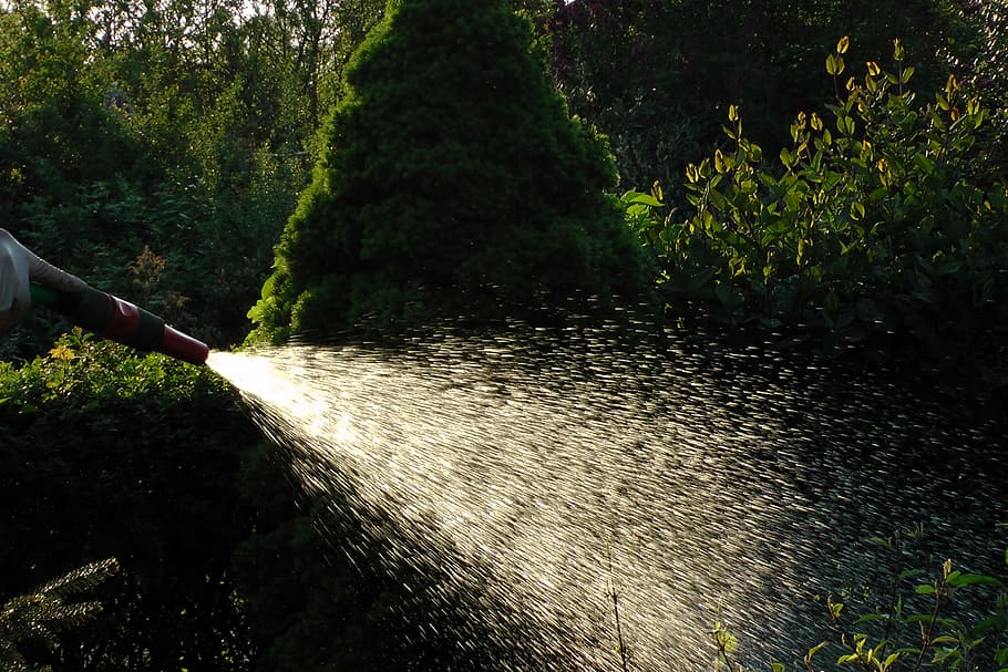 Allotment, Water Jet, Summer, water, water hose, inject, irrigation, casting, nature, outdoors