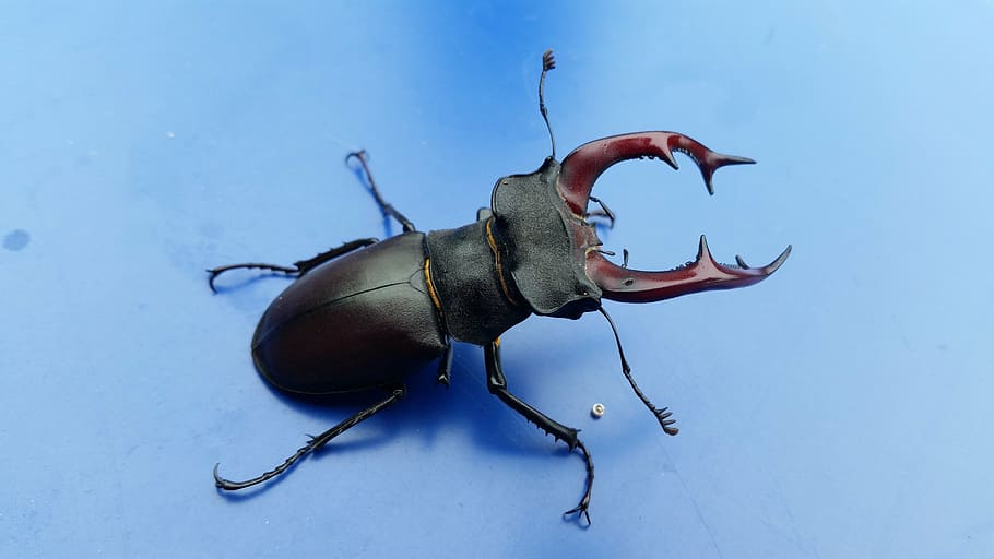 stag-beetle, bug, beetle, nature, insect, animal, wildlife, black, biology, macro