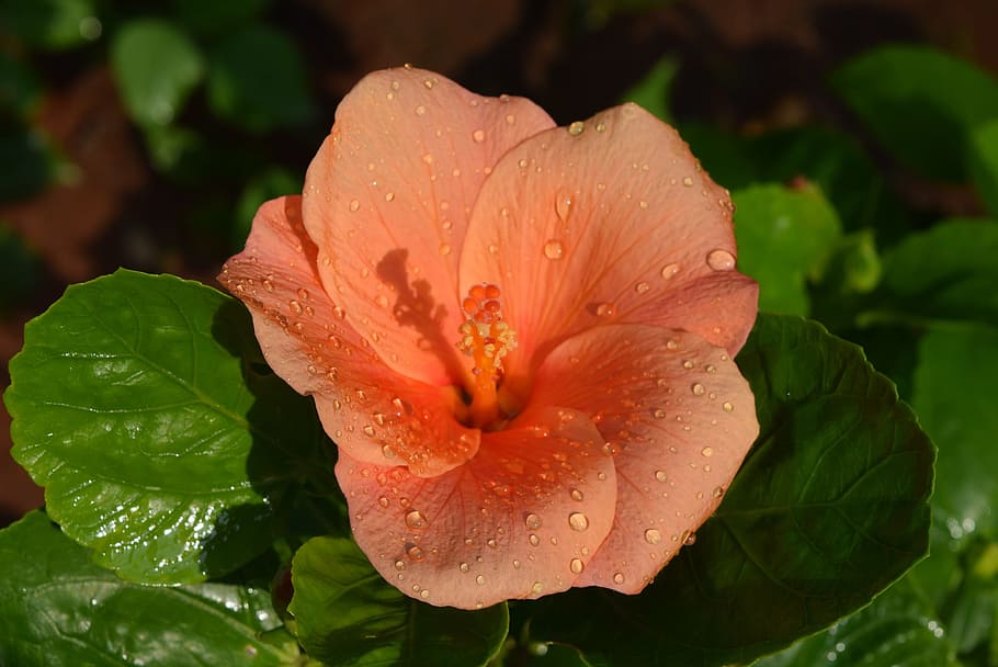 hibiscus rosa-sinensis, flower, orange, drop, water, wet, plant, beauty in nature, flowering plant, petal