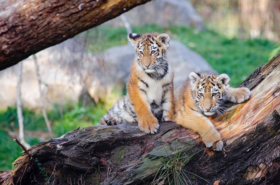 Siberia Tiger, Tiger Cubs, dua, harimau, condong, log, satwa liar hewan, hewan, tema hewan, hewan di alam bebas