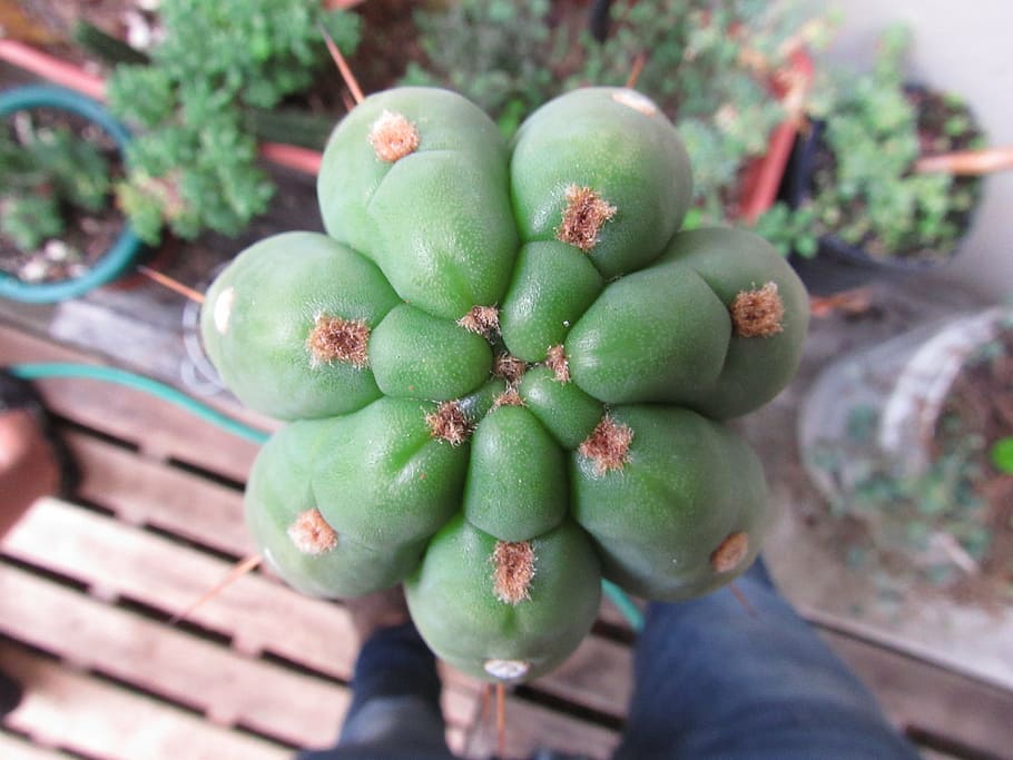 cactus, plant, nature, natural, green, succulent, psychedelic, green color, fruit, healthy eating