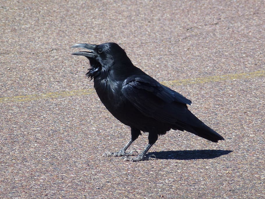 crow, floor, daytime, raven, desert, arizona, bird, nature, wildlife, black