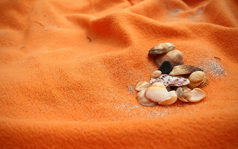 sea, seashells, beach, orange, sand, life, shell, land, animal wildlife, nature