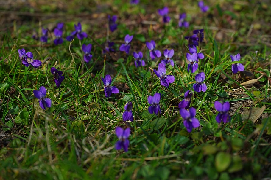 wald violet, violet, bunga, mekar, musim semi, pertanda musim semi, bau, viola reichenbachiana, viola, tanaman herba