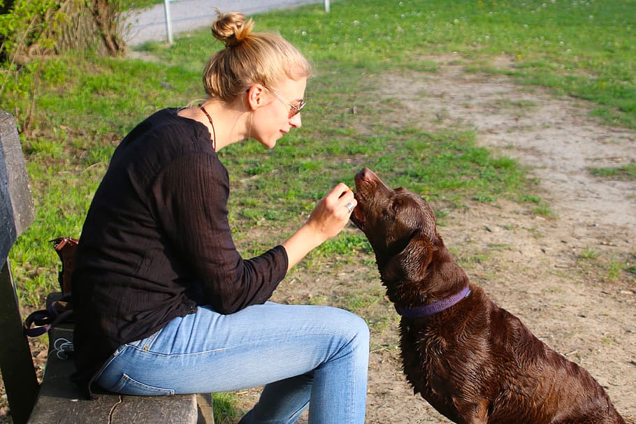 woman, sitting, bench, feeding, chocolate labrador retriever, Human, Animal, Dog, Halter, Reward, human