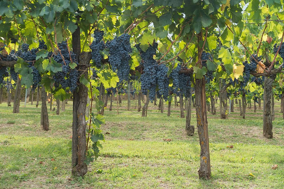 grapes in vineyard, winegrowing, grape, vineyard, vine, nature, autumn, agriculture, tuscany, italy