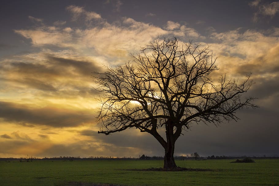 árbol, puesta de sol, silueta, atardecer, dorado, cálido, mínimo, naturaleza, ramas, extremidades