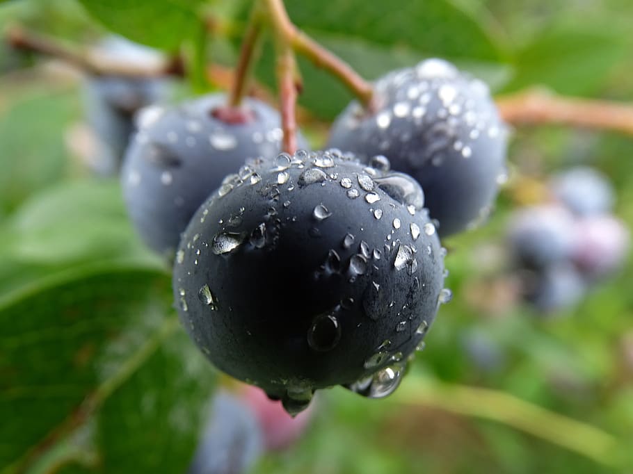 Blueberry, huckleberry, segar, buah, Makanan, sehat, matang, biru, manis, Berry