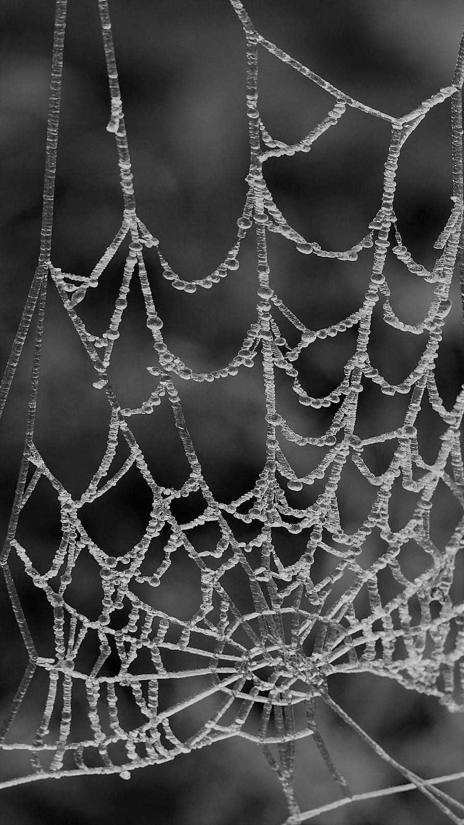 jaring laba-laba, putaran, sarang laba-laba, jaring, pola, embun, es, fokus pada latar depan, close-up, air