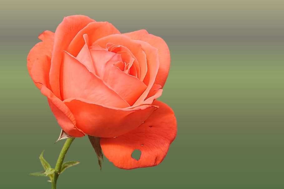 foto rosa laranja, rosa, laranja, salmão, flores rosa, flor, natureza, vermelho, pétala, planta