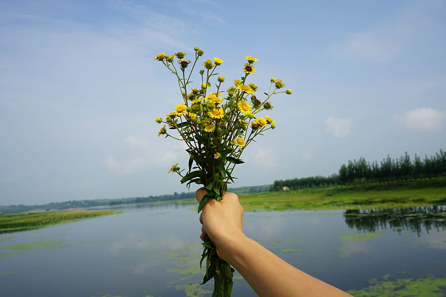 chrysanthemum, river, ye tian, plant, one person, flower, human body part, water, lake, human hand
