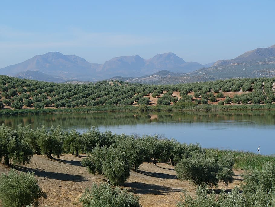 field, olive trees, lake, mountains, nature, aove, olivas, trees, landscapes, agriculture