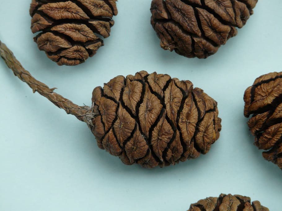 tap, sequoia, sequoia cones, plant, indoors, studio shot, directly above, close-up, brown, pattern