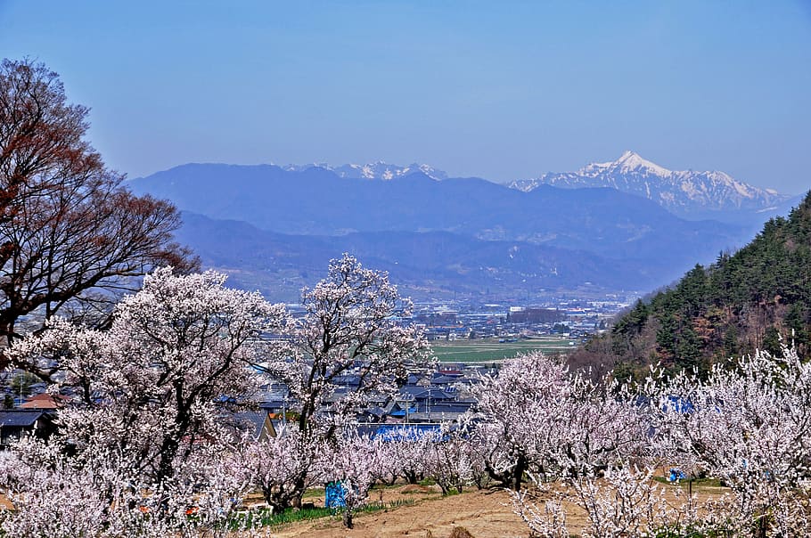 anzu no sato, flowers, northern alps, landscape, mountain, nagano prefecture, tree, plant, beauty in nature, nature