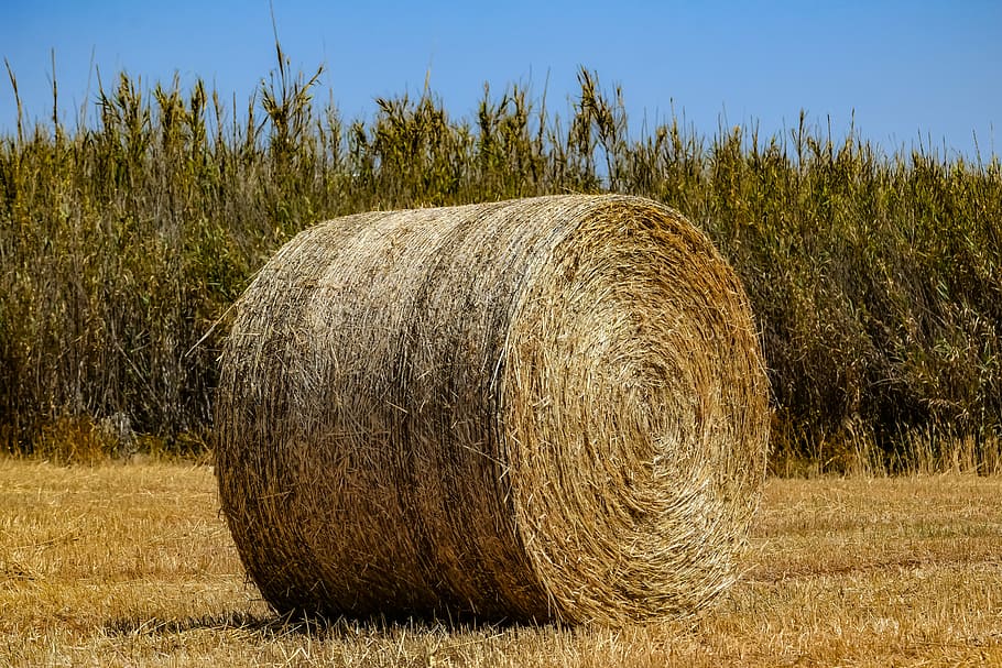 hay, agriculture, straw, farm, nature, bale, rural, harvest, haystack, spring