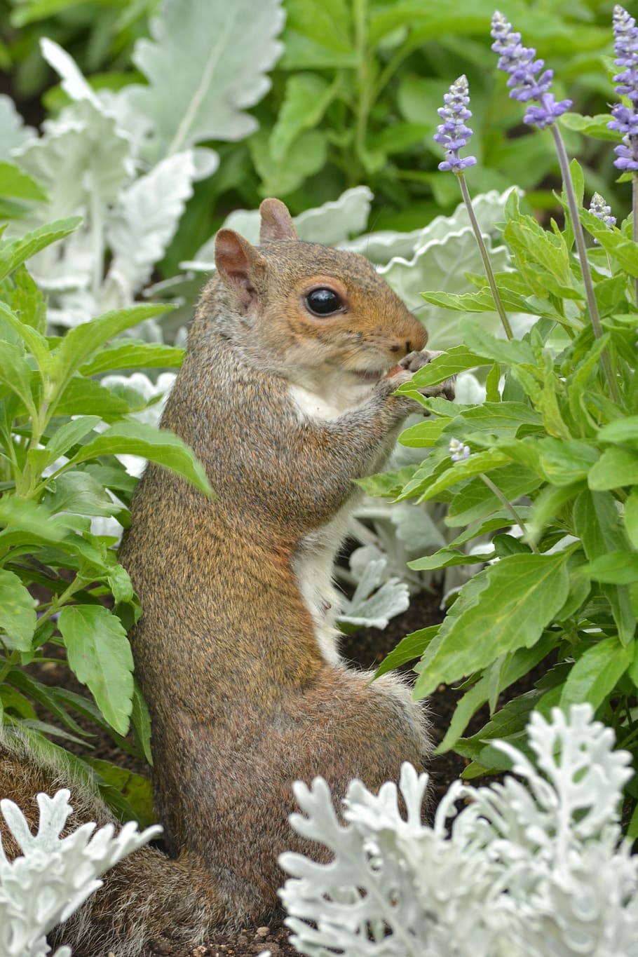 squirrel, animals, wild, nature, squirrel s, fur, small, wildlife, nut, rodent