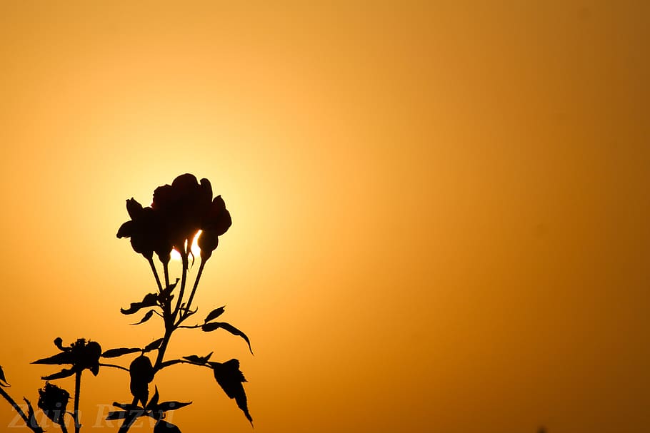 black rose, shadow picture, sun light effect, evening, flower, rose, orange sky, evening view, sunset, plant