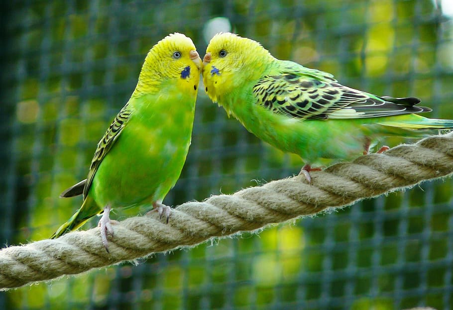 closeup, foto, dua, hijau, budgerigars, burung, parkit, hewan, sepak bola, pasangan