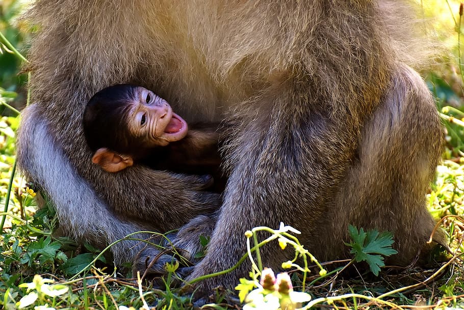 marrón, mono, abrazado, más grande, mono bebé, mono barbary, especies en peligro de extinción, mono montaña salem, animal, animal salvaje