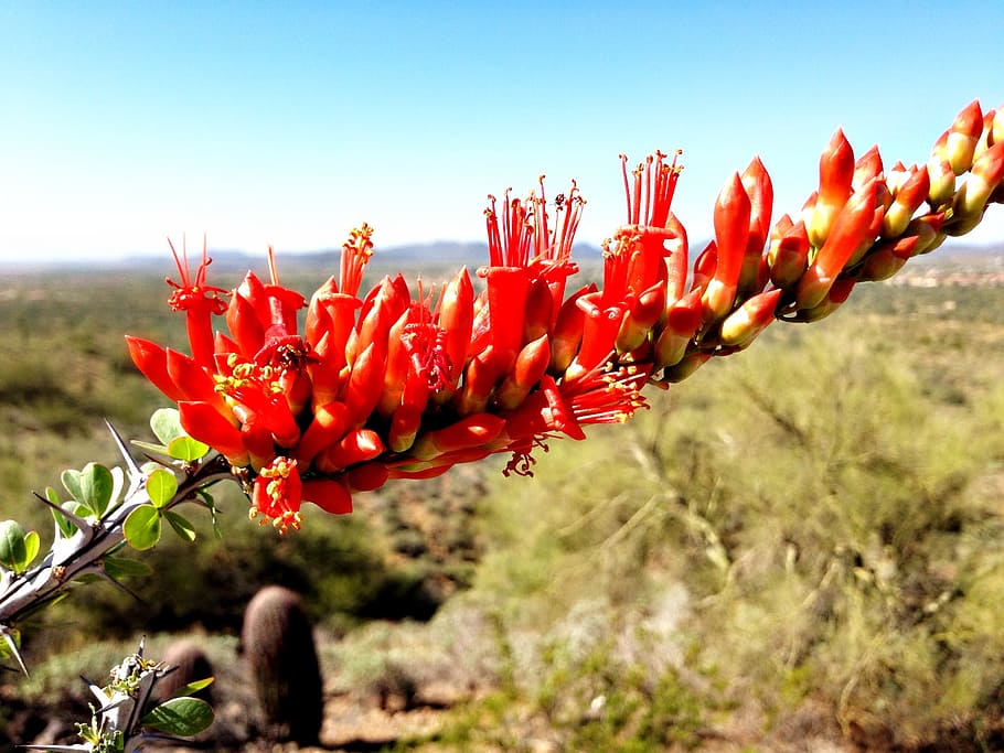 Ocotillo, Desierto, Arizona, Floral, Planta, natural, flor, floración, pétalo, botánico