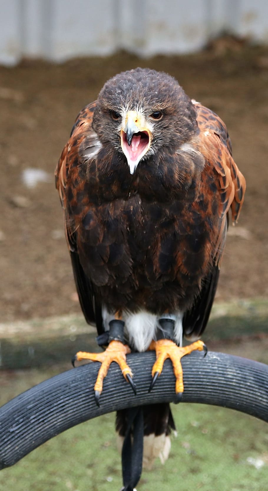 harris hawk, raptor, eagle, prey, wildlife, bird, falconry, predator, hawk, vertebrate