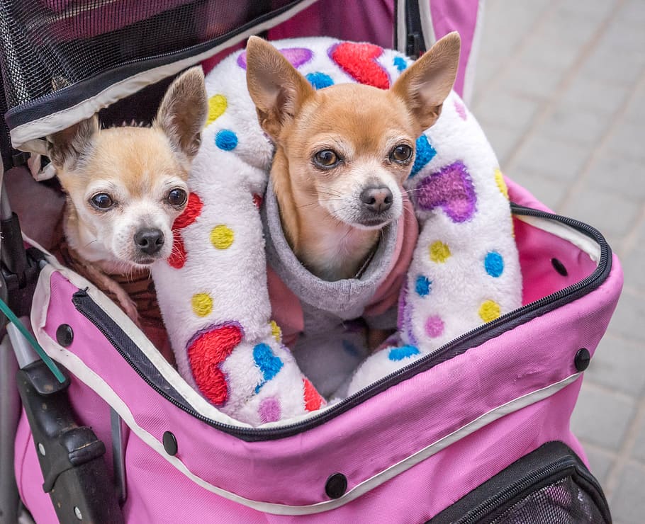 two, tan, chiuahua dogs, pink, luggage bag ''', bag''', dogs, small, chihuahuas, carriage