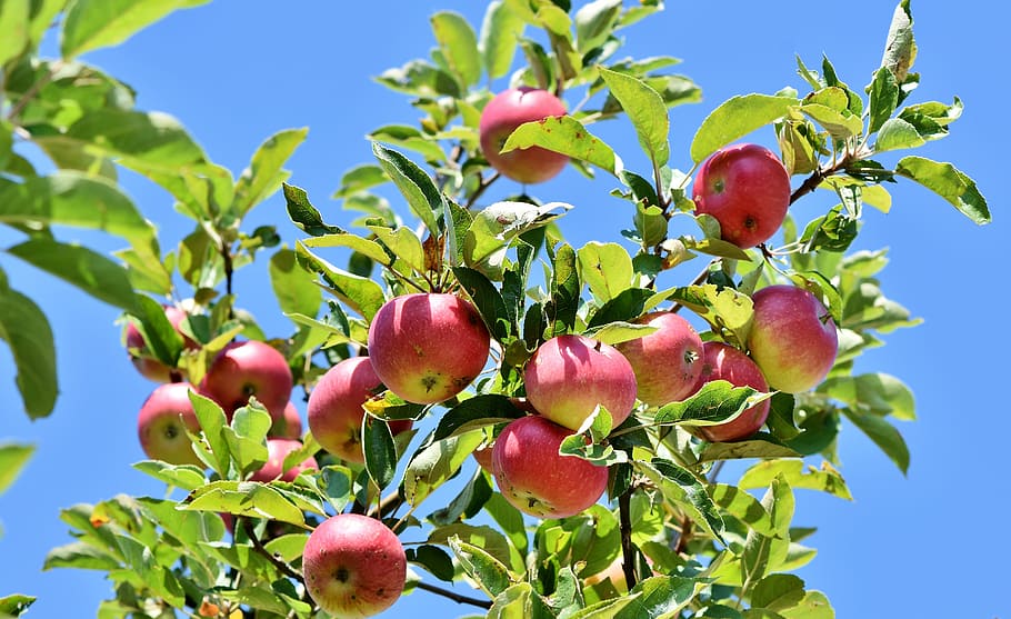 red, apple fruit plant, blue, sky, apple, apple tree, fruit, apple orchard, branch, fruit trees