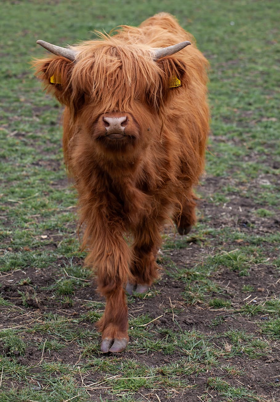vaca peluda, vaca highland, vaca con cuernos, vaca, carne de res, cuernos, shaggy, ganado, hierba, marrón