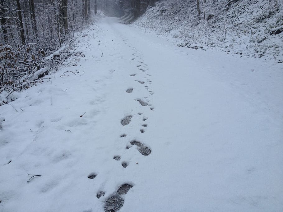 footprints, snow, traces, human, dog, walk, wintry, away, footprint, person